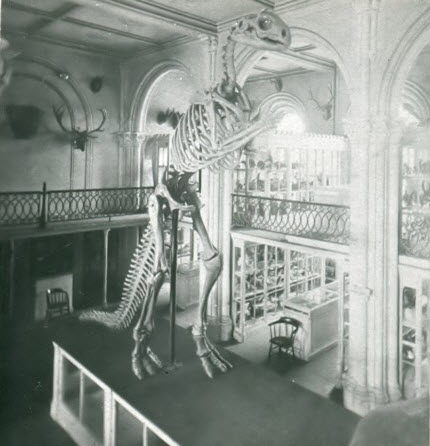 نمایش اسکلت دایناسورها در قدیم/عکس