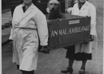 آمبولانس حیوانات در انگلستان/عکس