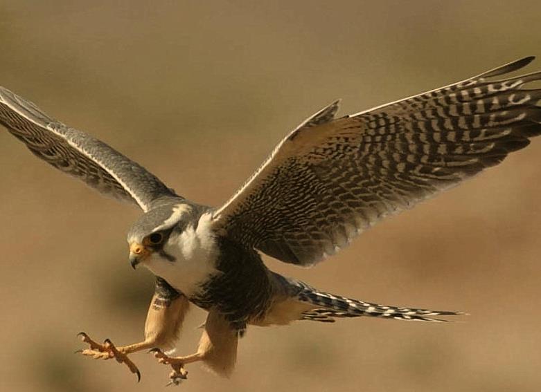 مهارت ایرانیان در شکار بوسیله پرندگان شکاری