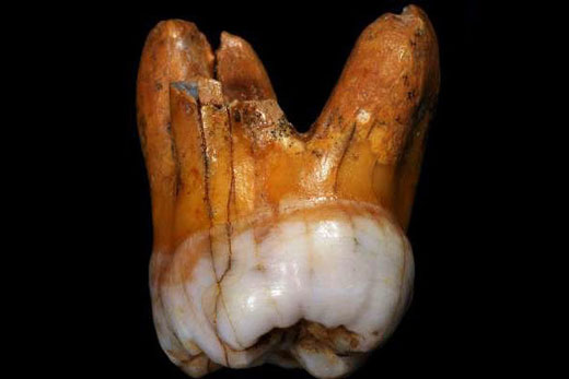 کشف دندان ۱۱۰ هزار ساله انسان/ عکس