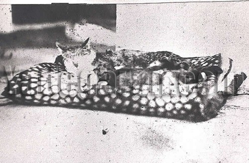 گربه‌ی ناصرالدین شاه
