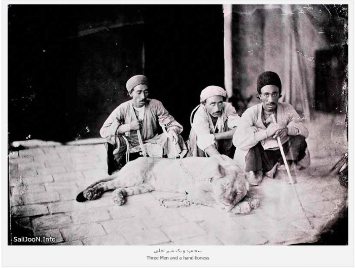 عکس/ سه مرد و یک شیر اهلی