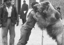 کشتی گرفتن پهلوان با خرس در تهران قدیم
