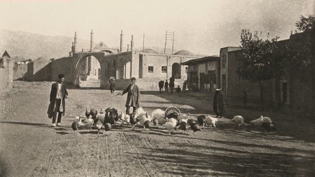 عکس/گله بوقلمون درخیابانهای طهران