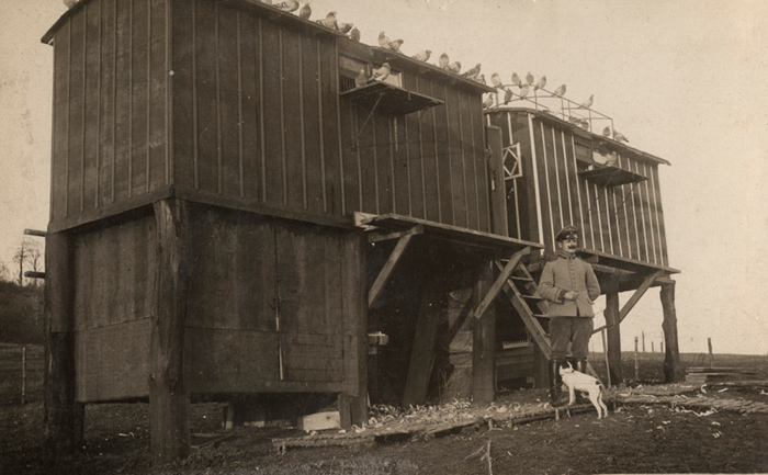 عکس/ کبوتران نامه بر ارتش آلمان سال 1916