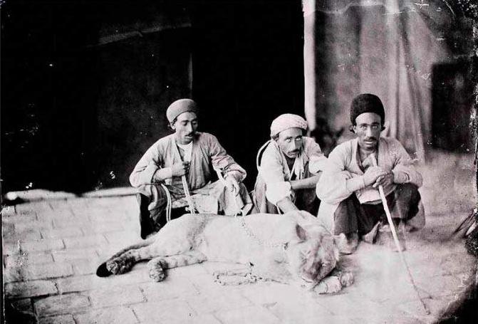 عکس/رام کردن شیر به سبک قاجار