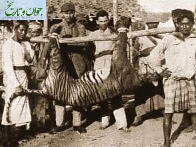 عکس/آخرین ببر بالی