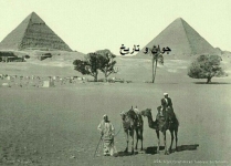 عکس قدیمی از اهرام مصر