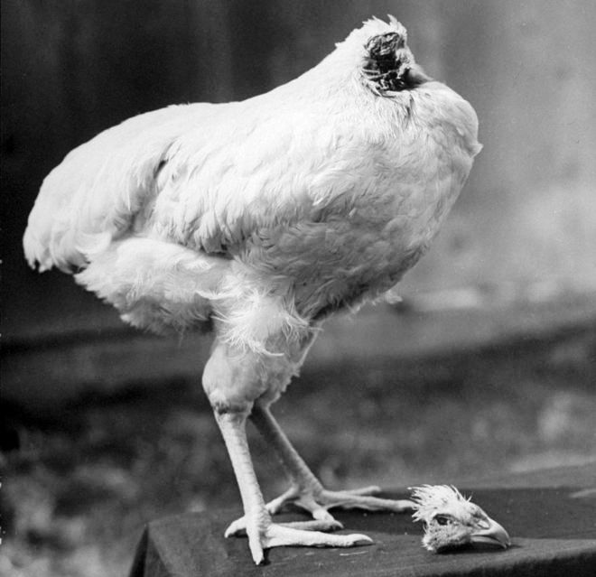 مرغی که 18 ماه بدون سر زنده ماند
