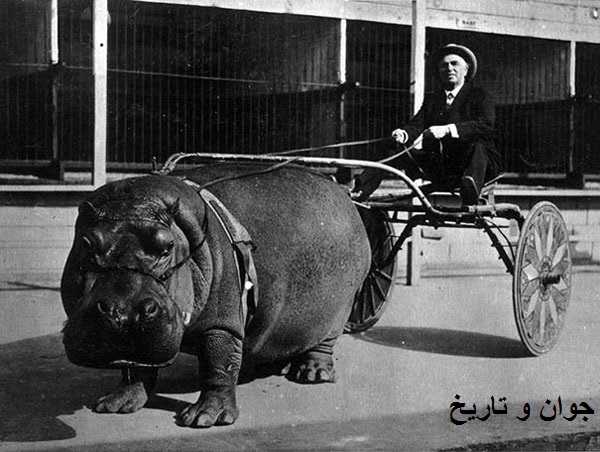 وقتی اسب آبی، گاری را می کشد!/عکس