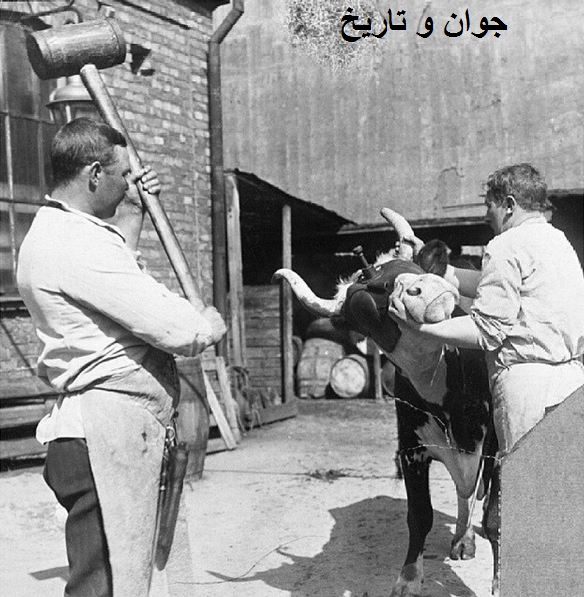 قصابی کردن به روش سوئدی/عکس