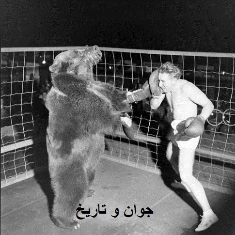 مسابقه‎ی بوکس بین انسان و خرس/عکس