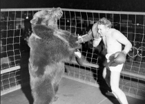 مسابقه‎ی بوکس بین انسان و خرس/عکس