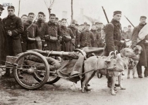 عکس:وقتی سگ‌ها توپ جنگی می‌کشیدند