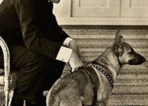 سگ مورد علاقه هیتلر/عکس