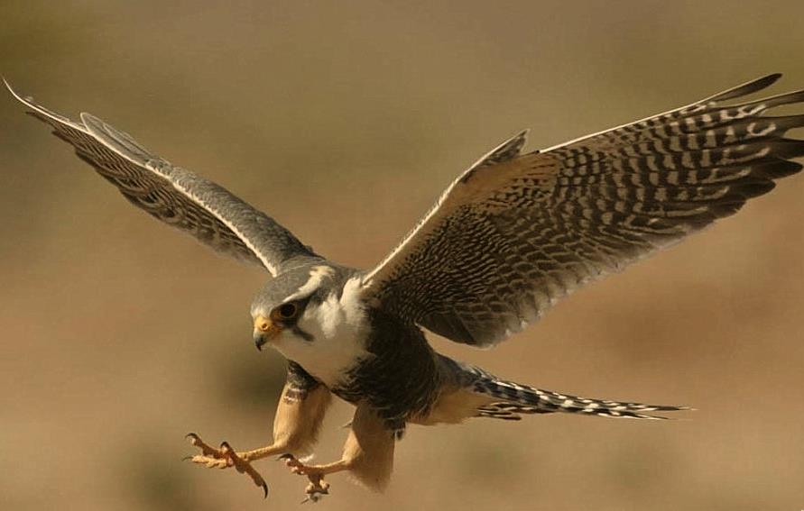 مهارت ایرانیان در شکار بوسیله پرندگان شکاری
